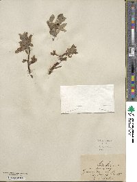 Salix glauca image