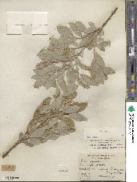 Salix glauca image