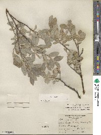 Salix glauca image