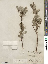 Salix glauca image