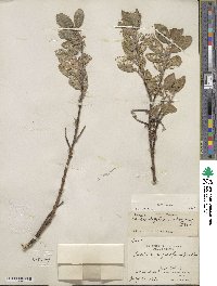 Salix glauca image