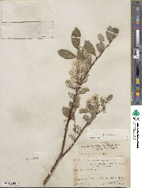 Salix glauca image