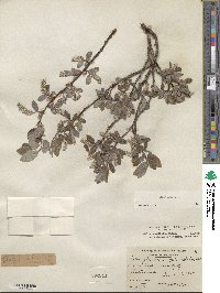 Salix glauca image