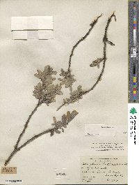 Salix glauca image