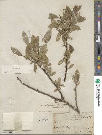 Salix glauca image