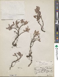 Salix glauca image