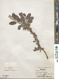 Salix glauca image