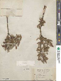Salix glauca image