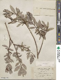 Salix glauca image