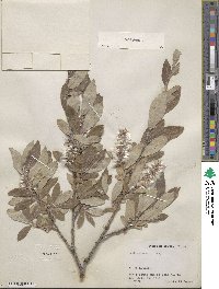 Salix glauca image