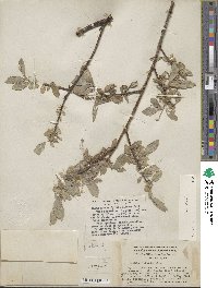 Salix glauca image