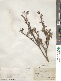 Salix glauca image