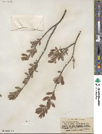 Salix glauca image