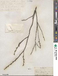 Salix glauca image