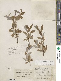 Salix glauca image