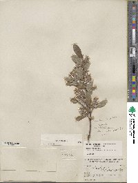 Salix glauca image