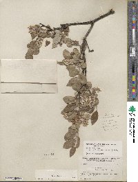 Salix glauca image
