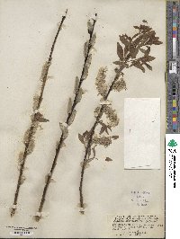 Salix glauca image