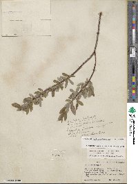 Salix glauca image