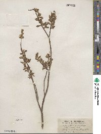 Salix glauca image