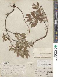 Salix glauca image