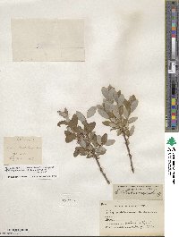 Salix glauca image