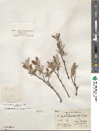 Salix glauca image