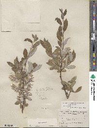 Salix glauca image