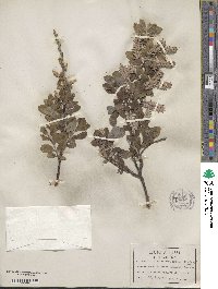 Salix glauca image