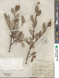 Salix glauca image