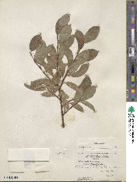 Salix glauca image