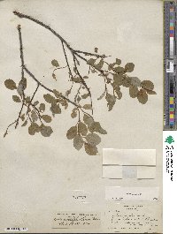 Salix glauca image