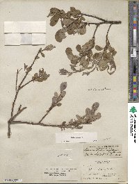 Salix glauca image