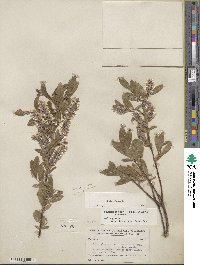 Salix glauca image