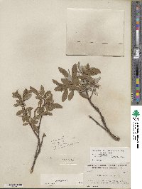 Salix glauca image