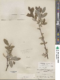 Salix glauca image