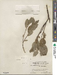 Salix glauca image