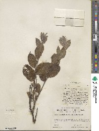 Salix glauca image