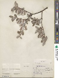 Salix glauca image