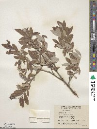 Salix glauca image