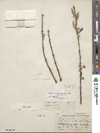 Salix glauca image