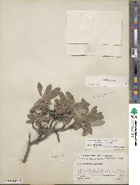 Salix glauca image