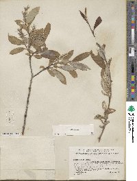 Salix glauca image