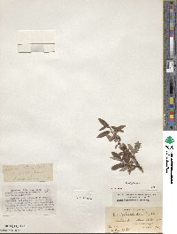 Salix glauca image
