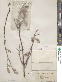 Salix glauca image