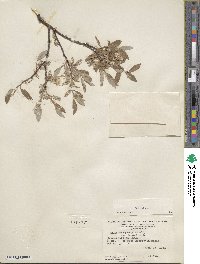 Salix glauca image
