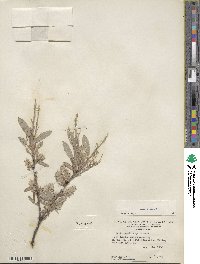 Salix glauca image