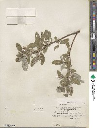 Salix glauca image