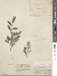 Salix glauca image