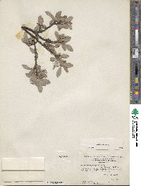 Salix glauca image